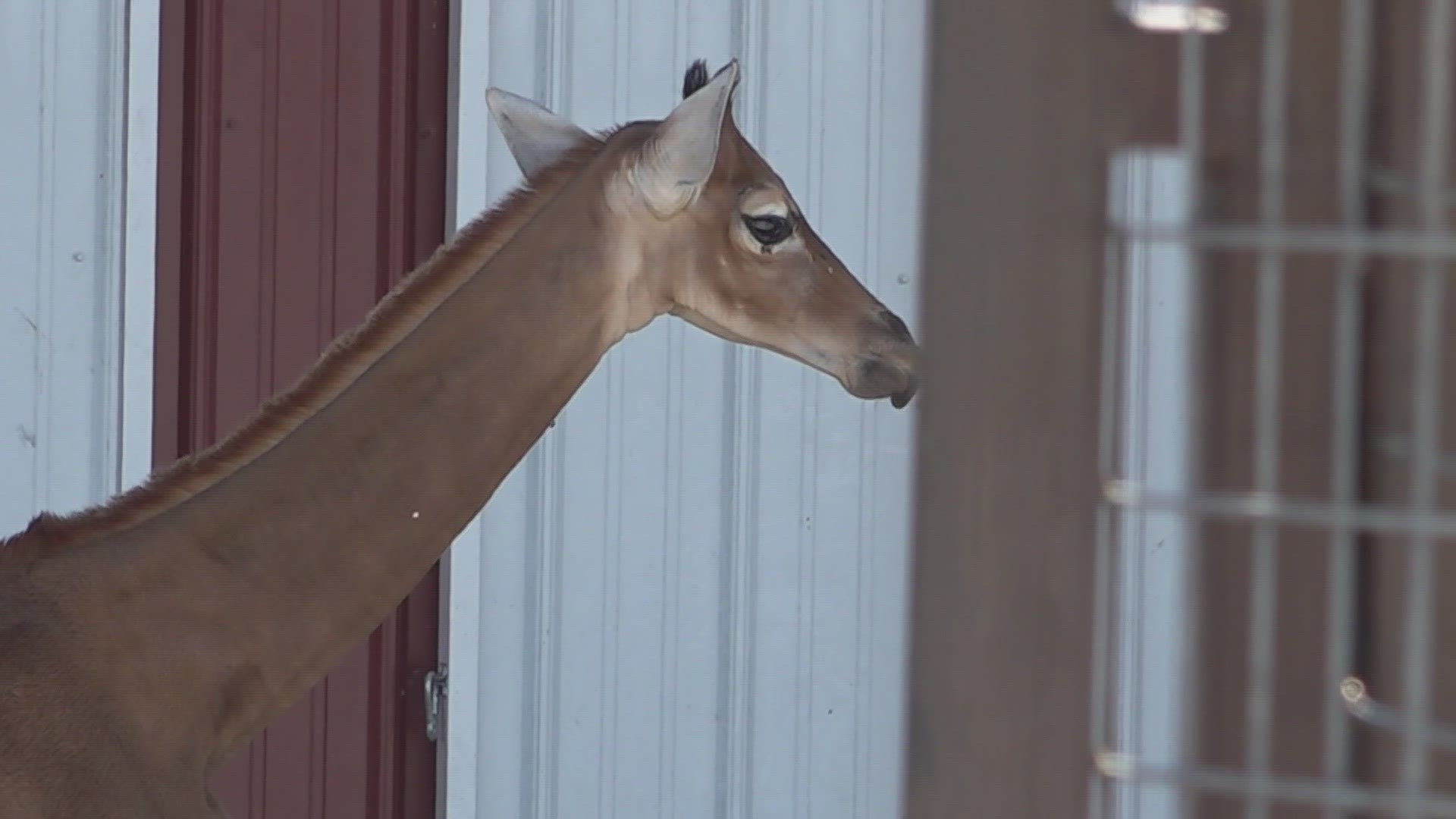 The giraffe is spotless and is the only one of her kind in the world.