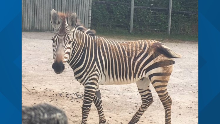 Zoo Knoxville zebra dead after severe twisting of the small intestine