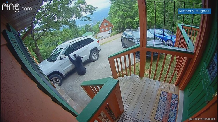 Bearly a criminal: doorbell camera catches bear attempting car break-in, giving up pretty easy