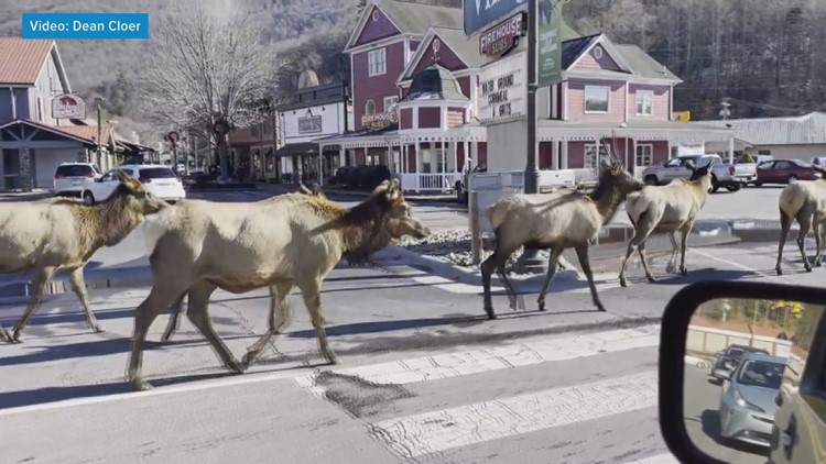Traffic Jam: Herds of elk saunter through Cherokee, stopping traffic, fascinating all Traffic Jam: Herds of elk saunter through Cherokee, stopping traffic, fascinating all