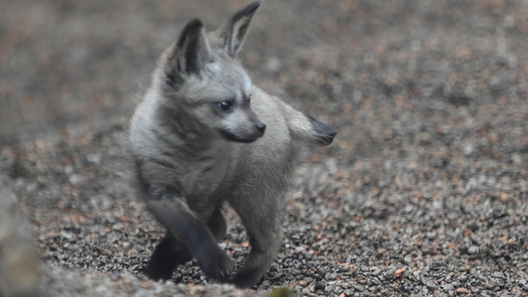 Zoo Knoxville celebrates the birth of Ziggy the bat-eared fox