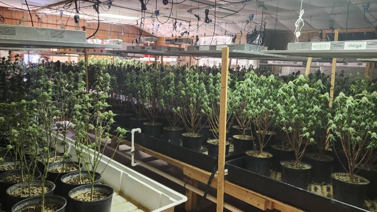Authorities shut down largest marijuana development in Stewart County history