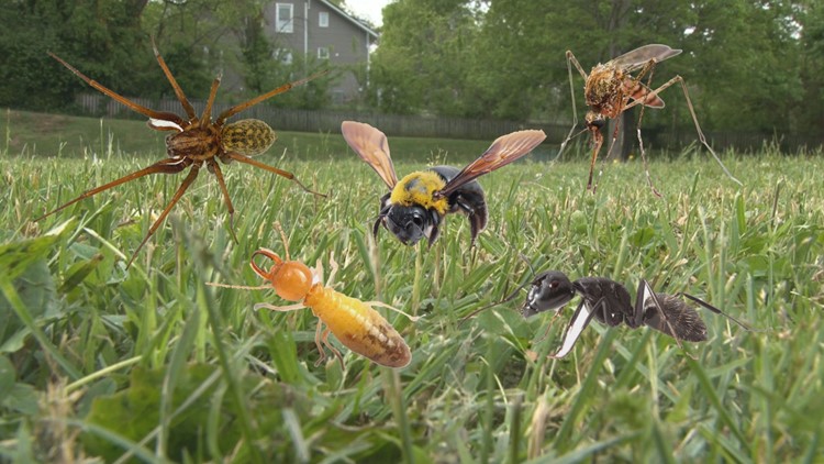 Cicadas, mosquitoes and ticks, oh my! | Pests to expect this spring Cicadas, mosquitoes and ticks, oh my! | Pests to expect this spring