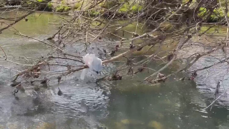 Litter increases along the waterways; Ijams nature center works to clean it up Litter increases along the waterways; Ijams nature center works to clean it up