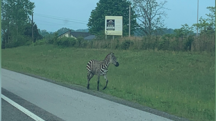 Loose zebra captured in Cookeville Loose zebra captured in Cookeville