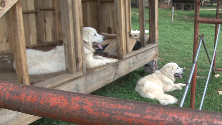 Not so ruff life | Museum of Appalachia builds new doghouse for farm dogs