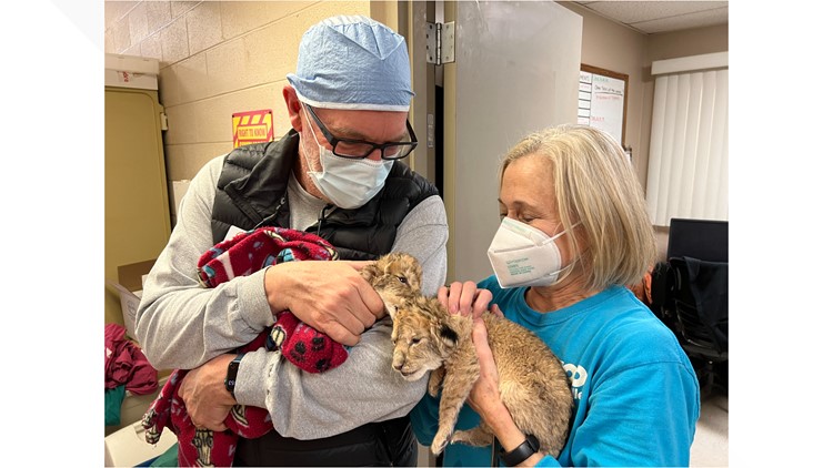 Zoo Knoxville welcomes two lion cubs