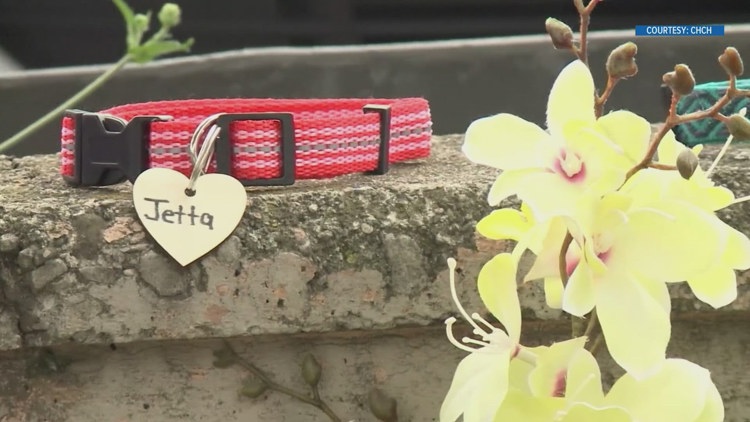 10Investigates: A woman under investigation in Canada for animal abuse is now offering to care for dogs in Knoxville