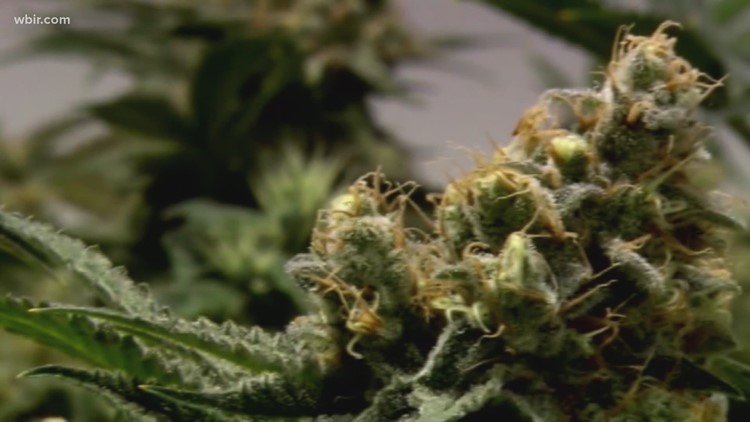 Tennessee Senate committee to hear bill that would legalize medical marijuana in the state
