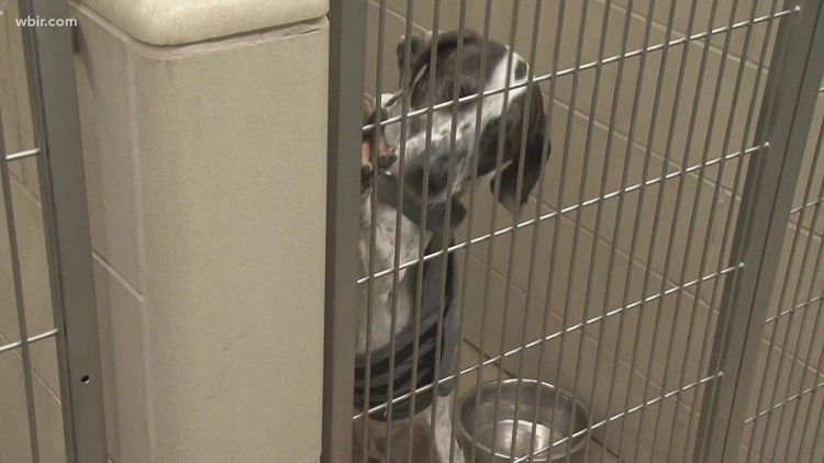 Young Williams Animal Center seeing record number of animals