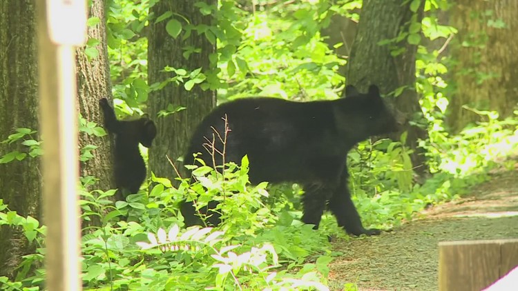 How to help curb the increasing frequency of bear-human conflict