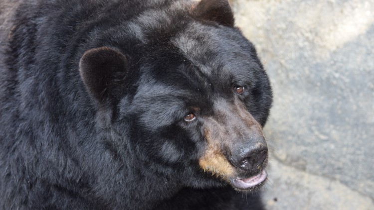 Zoo Knoxville announces the death of Milo the 22-year-old American Black Bear