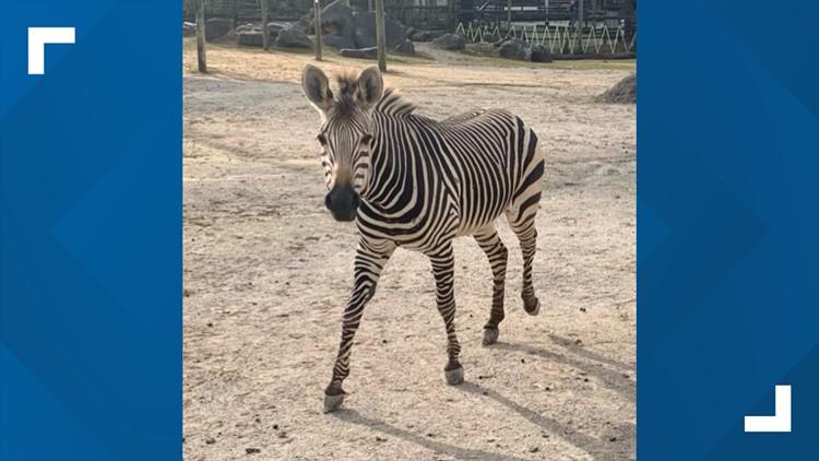 Lydia the zebra dies after colliding with fence at Zoo Knoxville Lydia the zebra dies after colliding with fence at Zoo Knoxville