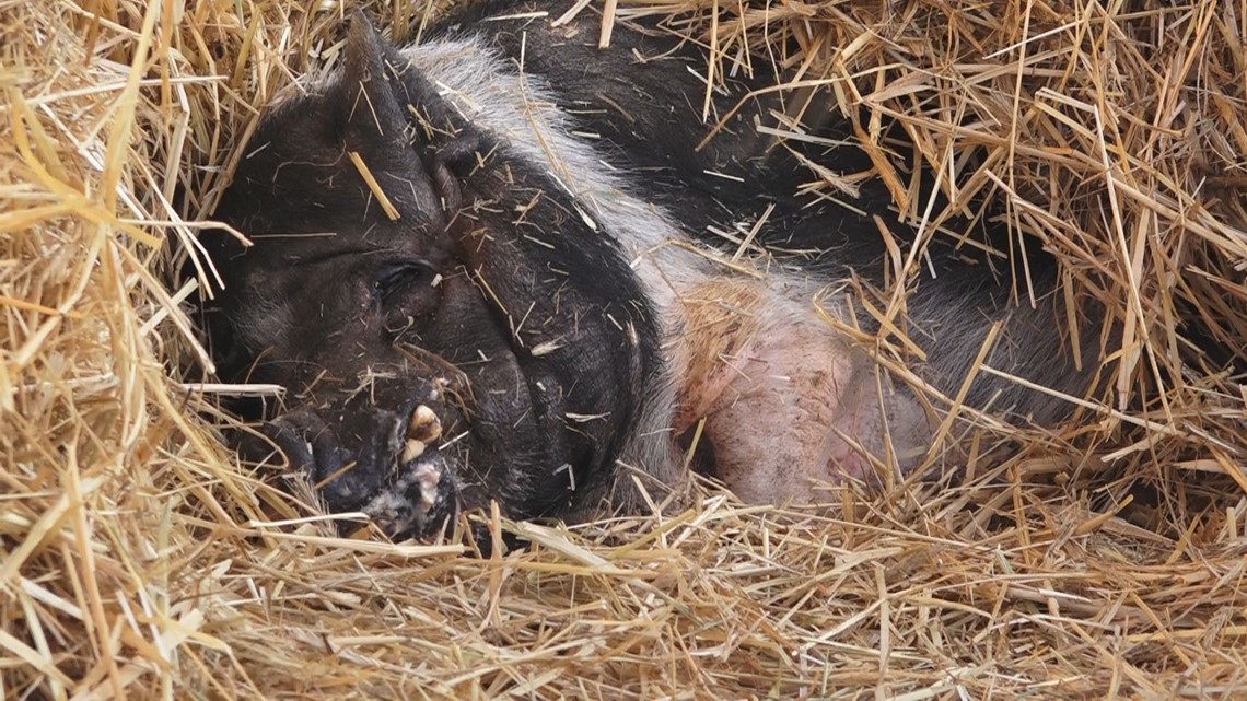 South Knoxville family says they may have world's oldest pig - Vimarsana News