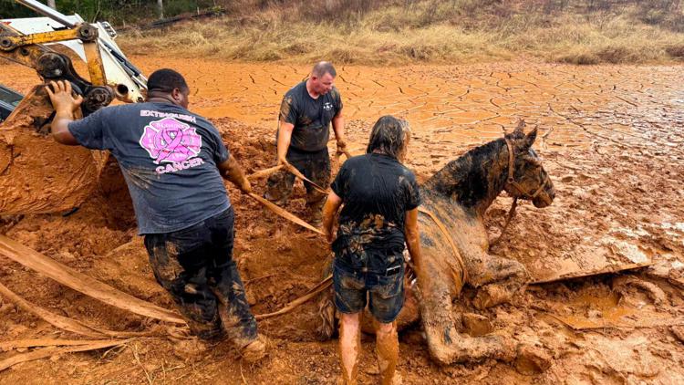 3 horses rescued in Blount Co. after being stuck in deep mud