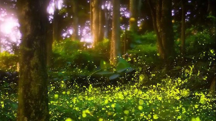 Lamar Alexander Rocky Fork State Park now accepting lottery entries for firefly viewing
