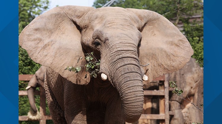 Edie the elephant arrives safely at the Elephant Sanctuary