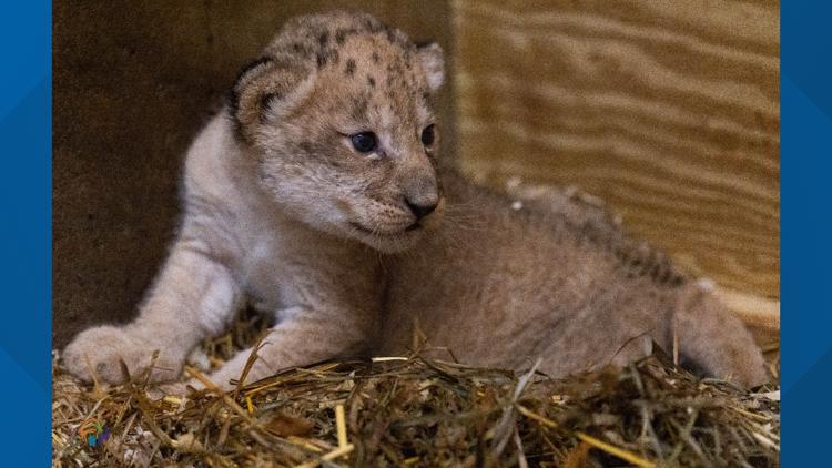 Zoo Knoxville mourns tragic loss of lion cub