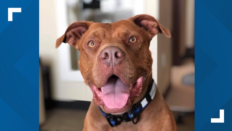 Rescued pitbull training in Loudon to become second arson detection K-9 pitbull in the U.S.