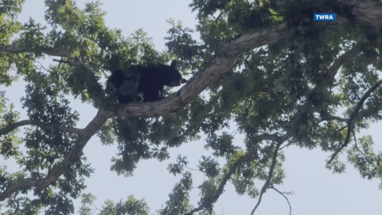 TWRA: 20 bears humanely killed so far this year in Tennessee, mostly from Gatlinburg area