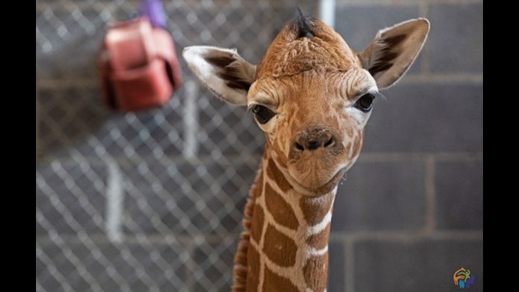 Zoo Knoxville asks for help naming baby giraffe
