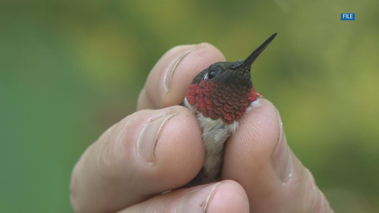 Ijams Hummingbird Festival to be held on August 13