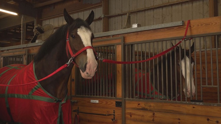 Budweiser Clydesdales take a trip to East Tennessee