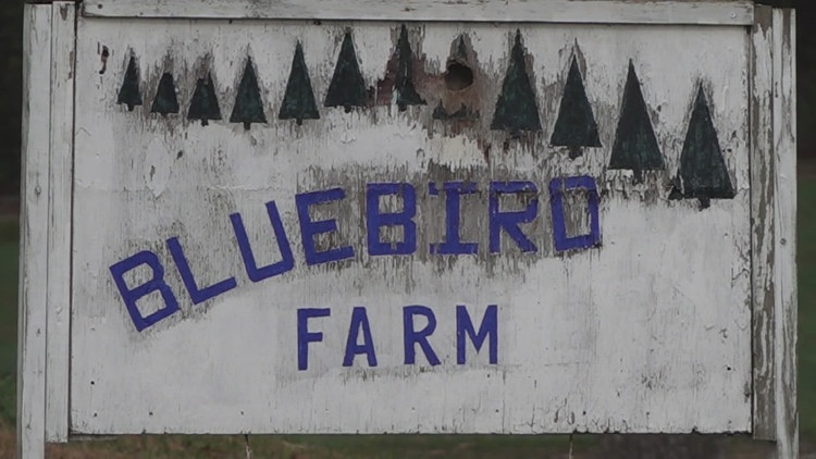 Bluebird Christmas tree farm gives back to hurricane-impacted farms in North Carolina