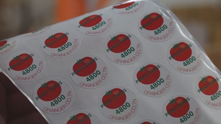 Grainger Co. farmer provides update on tomato harvest 2 months after significant storm damage