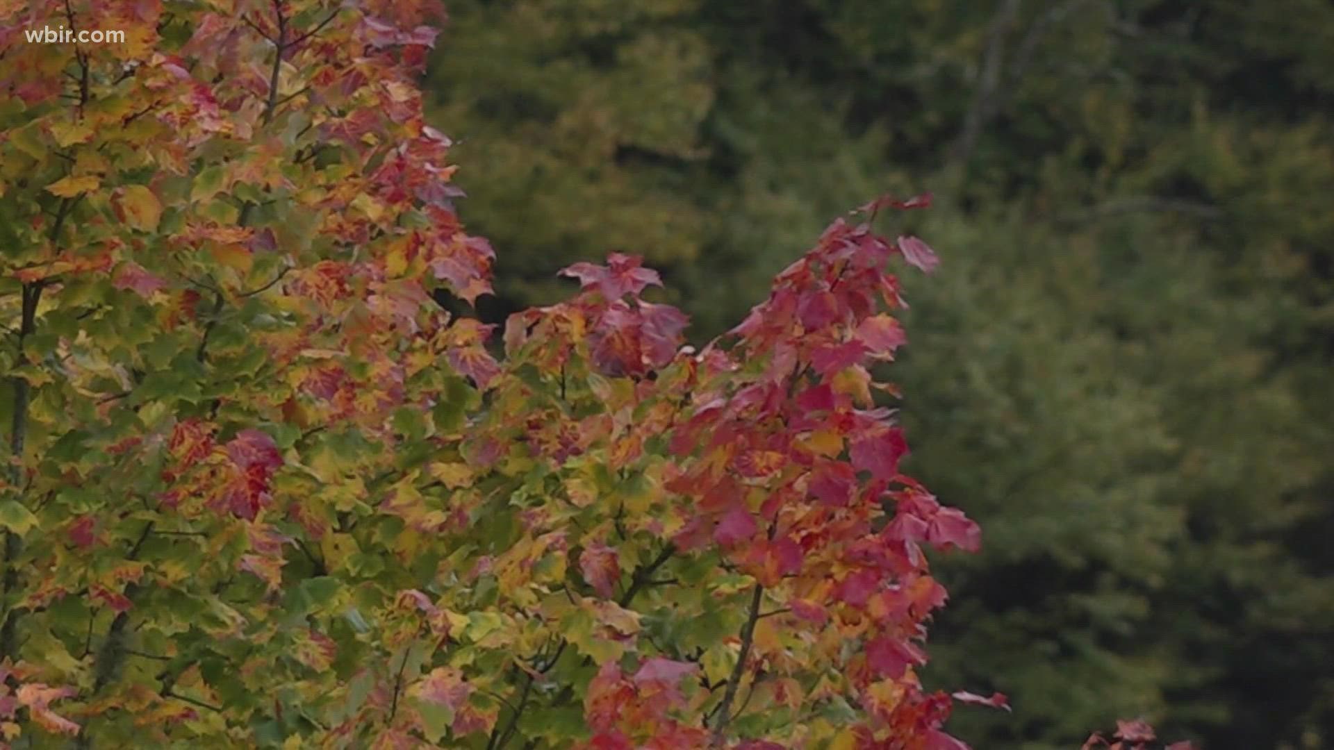 In the higher elevations, visitors were thrilled to see oranges, reds and yellows. An expert said the colors will likely peak around Halloween.