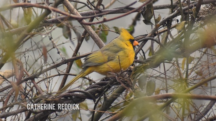 Rare yellow cardinal spotted in East Tennessee