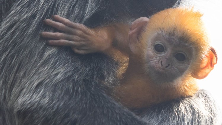 Zoo Knoxville welcomes new baby langur Zoo Knoxville welcomes new baby langur