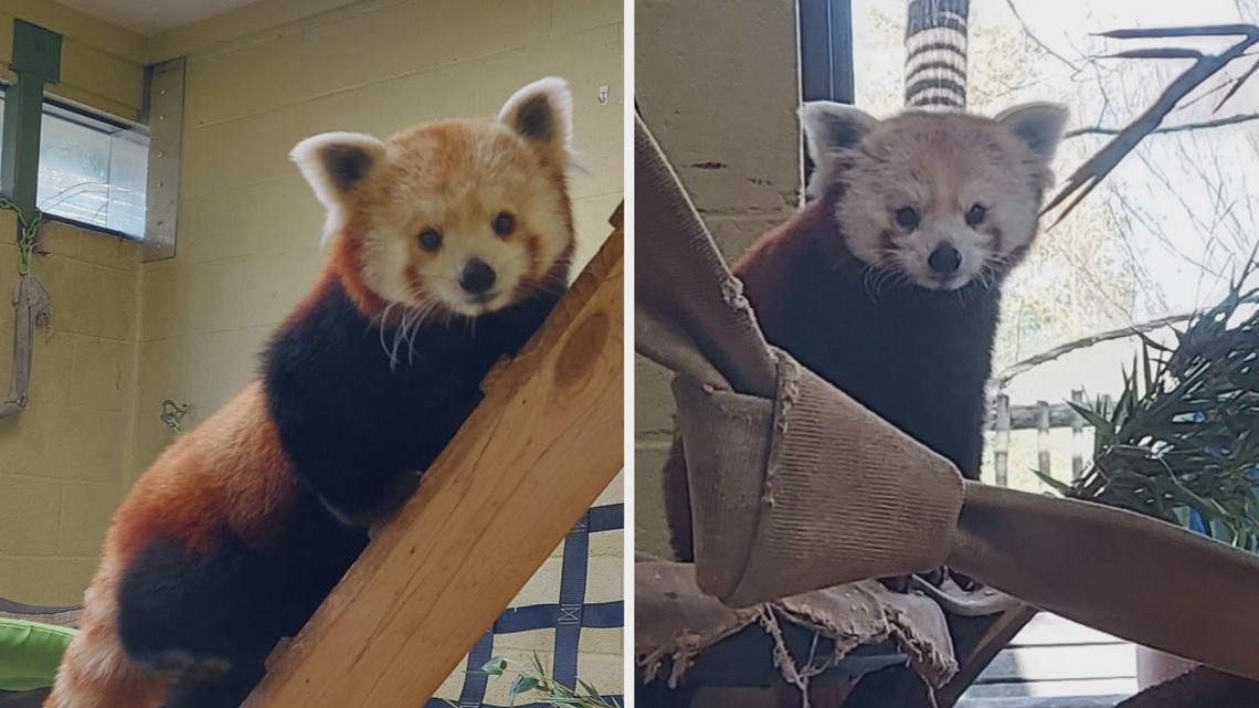 Zoo Knoxville trades red pandas with Zoo Atlanta - Vimarsana News