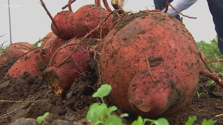 Davidson County Detention Center inmates learn skills by growing food for Second Harvest