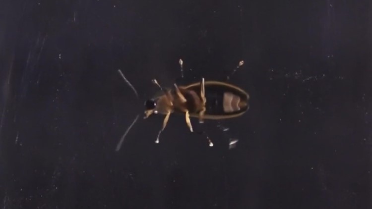 Researchers believe firefly technology can be harnessed