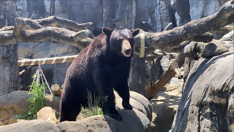 Bear spotted in North Knoxville backyard, experts say more sightings can be a good thing