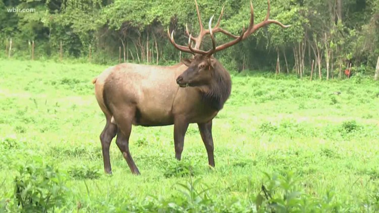 TN wildlife groups offering $4,000 reward to find poacher who shot and killed an elk in Claiborne Co.