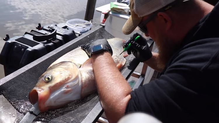 Combatting Silver Carp: TN implants tracking devices in invasive fish to follow their movements