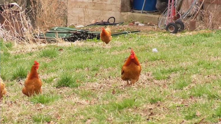 Bird flu risk lingers among poultry in East Tennessee