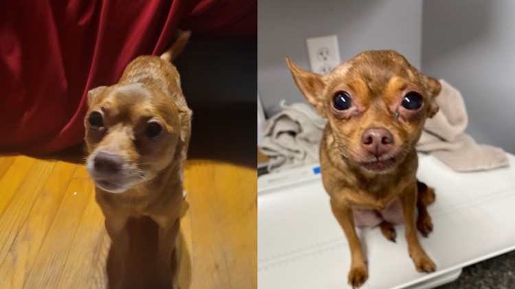Morristown Hamblen Humane Society says 17 chihuahuas found in a storage unit are doing well as they prep them for adoption
