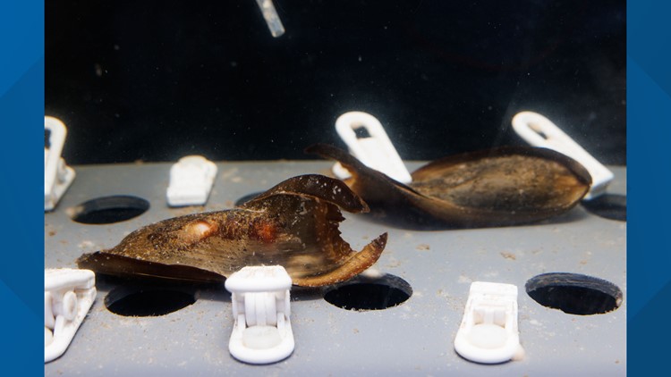 Endangered baby Short-tail Nurse Sharks hatch at Tennessee Aquarium