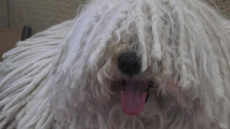 Oak Ridge organizations meet to raise awareness about the importance of service dogs