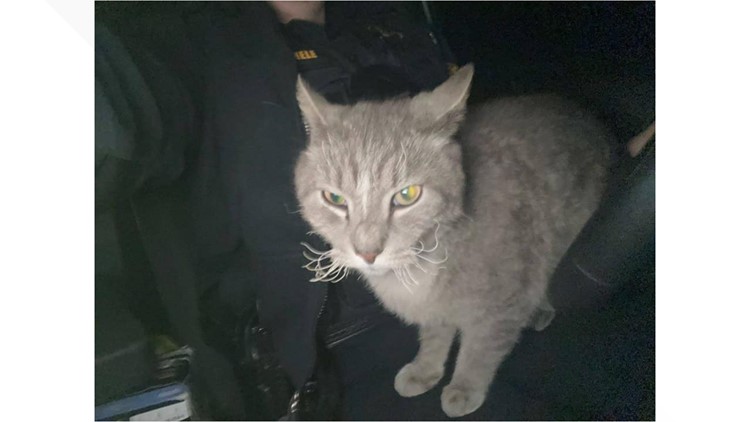 Cat found in Sevier County wildfire rubble reunited with family