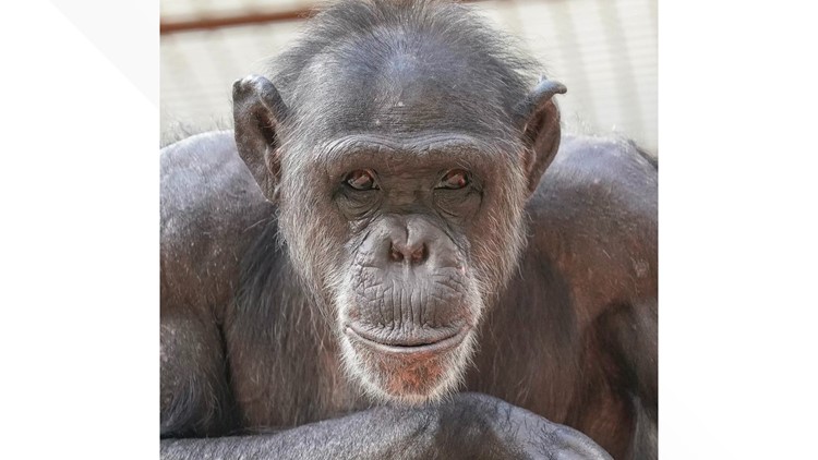 Zoo Knoxville mourns death of Binti the Chimpanzee