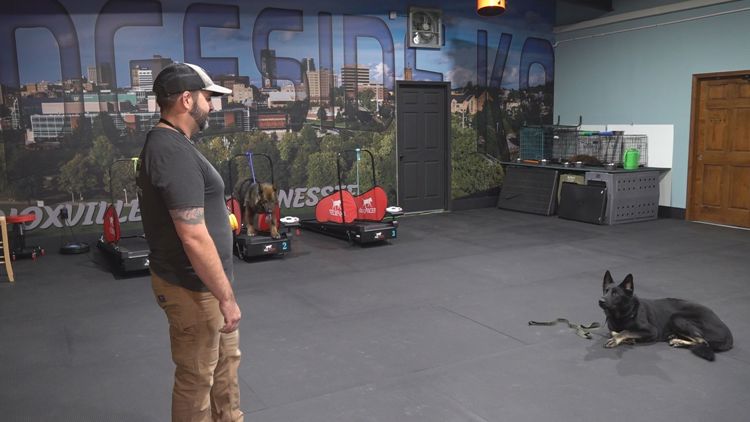 Dog trainer urges people use caution around all dogs and stay aware of signs of aggression