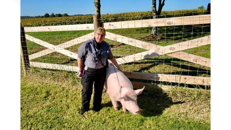 Wee wee wee | Knoxville Animal Control wrangles wayward pigs