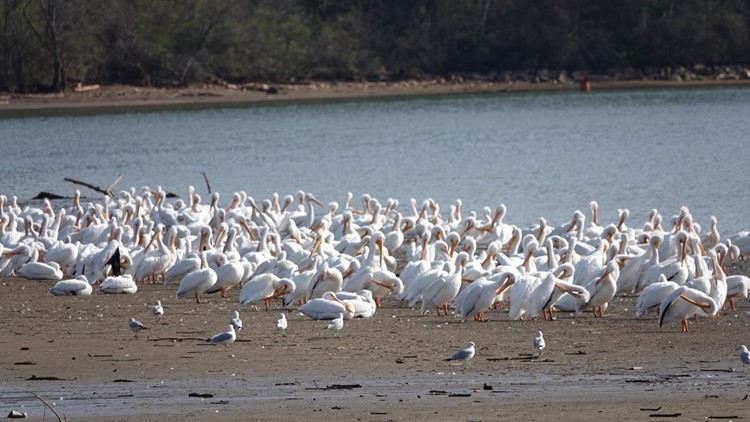 Pod of white pelicans visit Knoxville