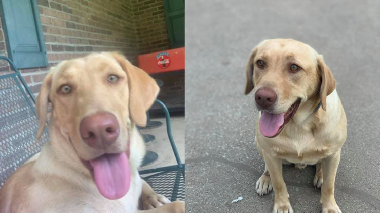 Two dogs found shot to death, wrapped in Christmas lights in Cheatham County