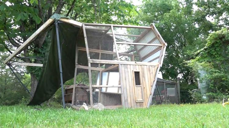 Woman loses around 25 chickens after she says bear destroyed her Strawberry Plains coop