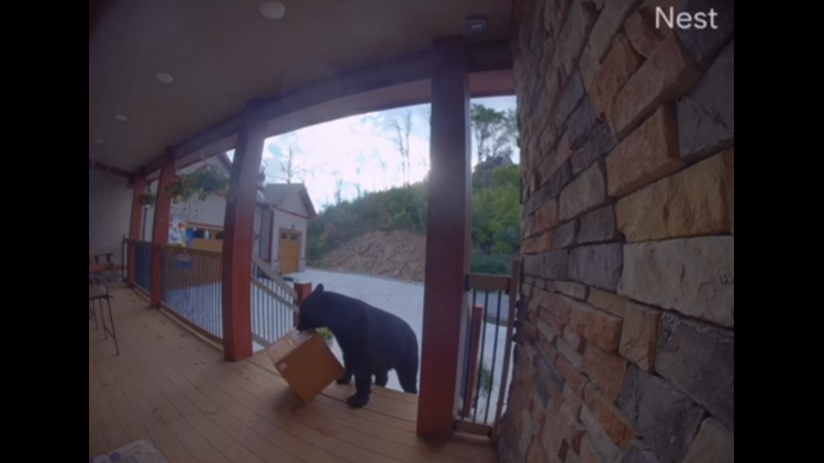 Crafty bear steals package off Gatlinburg porch